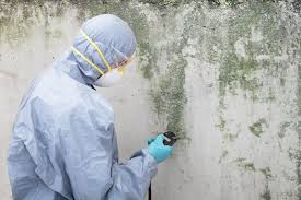 Why You Should Choose Our Mold Remediation Services in Deerwood, TX